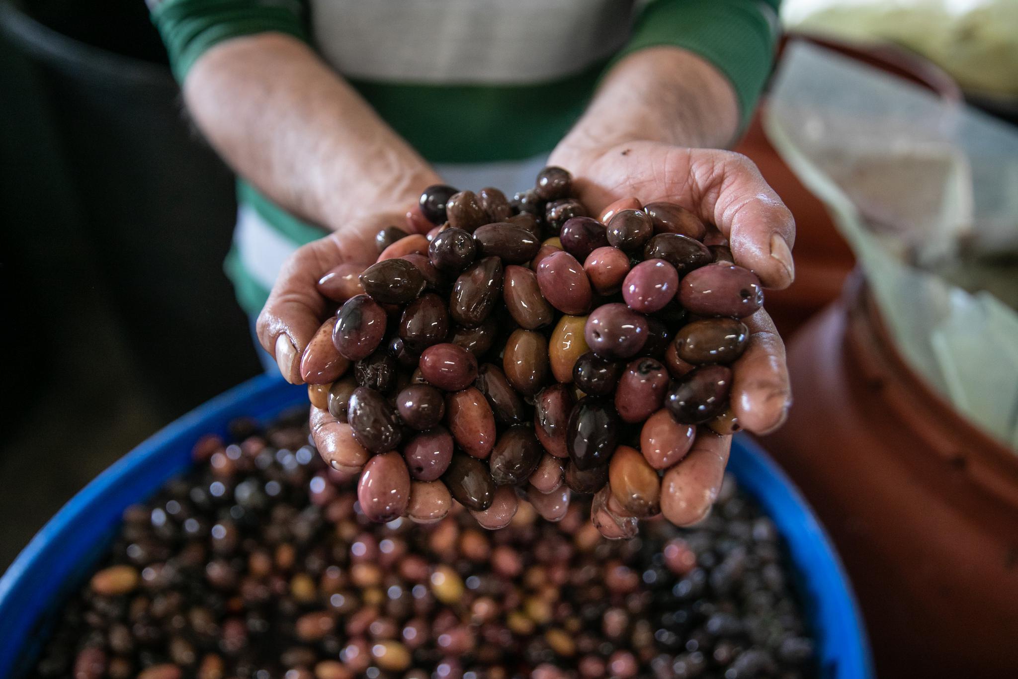 中欧地理标志协定系列——卡拉马塔黑橄榄