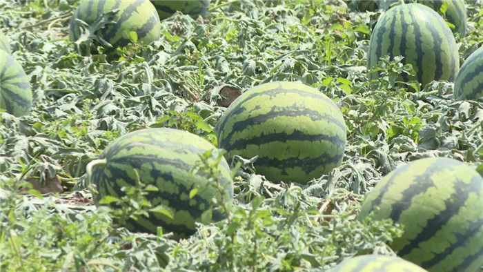 新庄西瓜喜获丰收甜了村民致富心