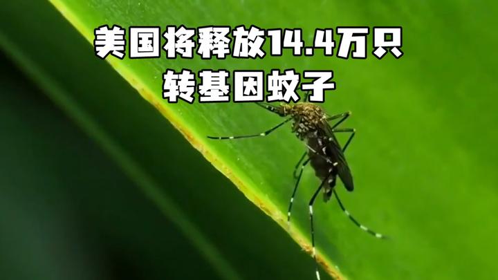 4万只转基因蚊子,以减少疾病传播