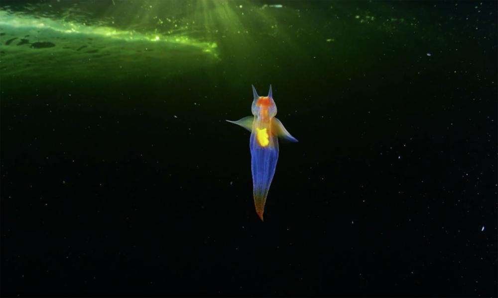 1744年就发现的生物——“海天使”但科学家始终搞不清它的来历!|海天|天使|贝类_新浪新闻