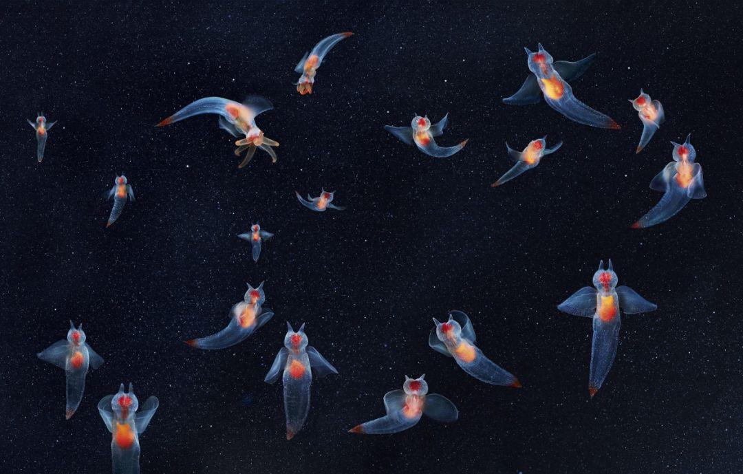 1744年就发现的生物——“海天使”但科学家始终搞不清它的来历!|海天|天使|贝类_新浪新闻