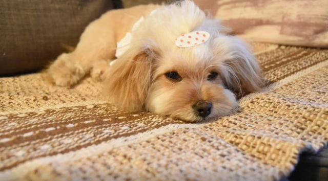 深山偶遇流浪狗,为求收留跟随10公里,收养后发现颜值真美休闲区蓝鸢梦想 - Www.slyday.coM 深山偶遇流浪狗,为求收留跟随10公里,收养后发现颜值真美休闲区蓝鸢梦想 - Www.slyday.coM