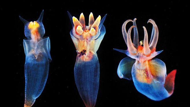1744年就发现的生物——“海天使”但科学家始终搞不清它的来历！|海天|天使|贝类_新浪新闻