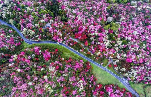 贵州私藏了一片杜鹃花海上万公顷花田姹紫嫣红令人迷醉