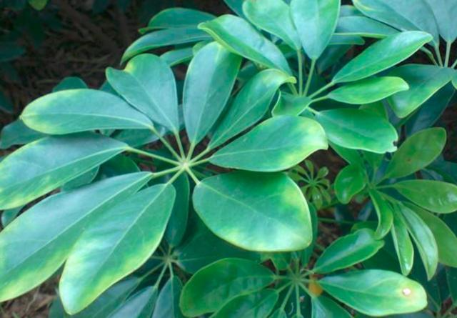 七叶莲的养殖方法这两点非常棒