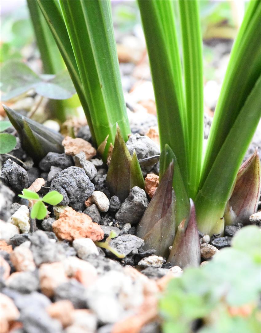 兰花春天新芽冒出功劳全是它们的真是太棒啦