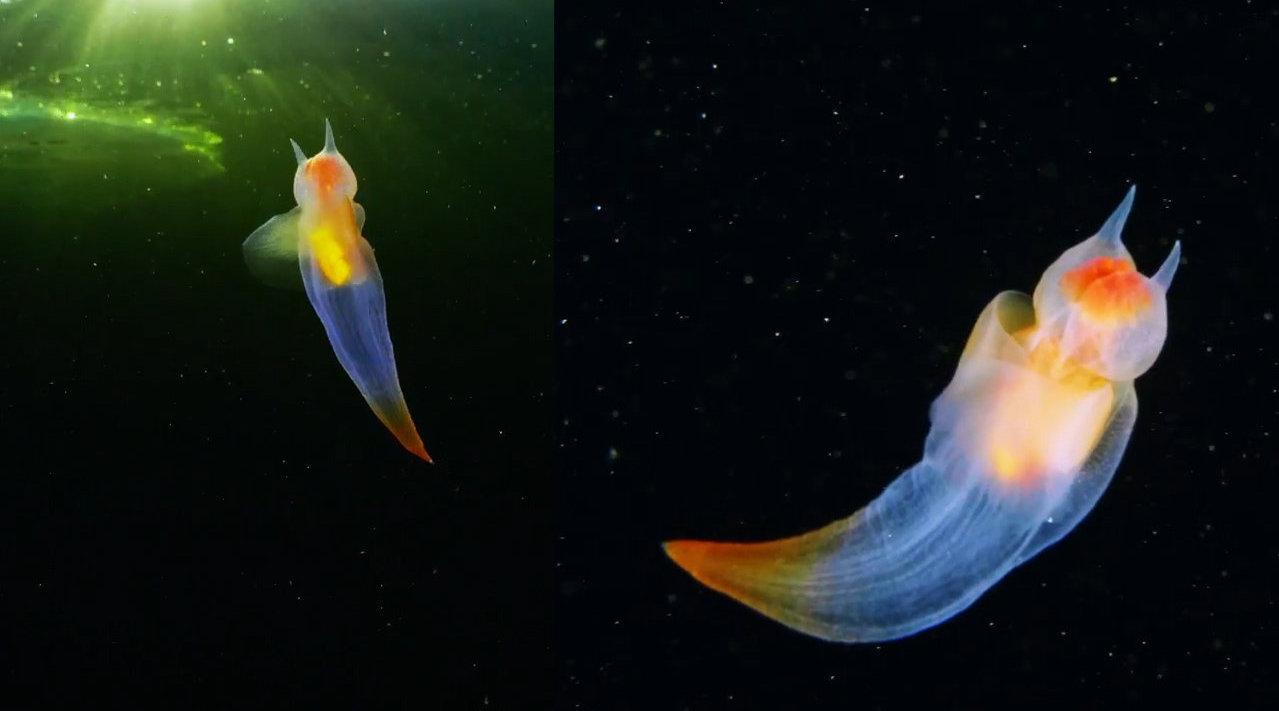 1744年就发现的生物——“海天使”但科学家始终搞不清它的来历!|海天|天使|贝类_新浪新闻
