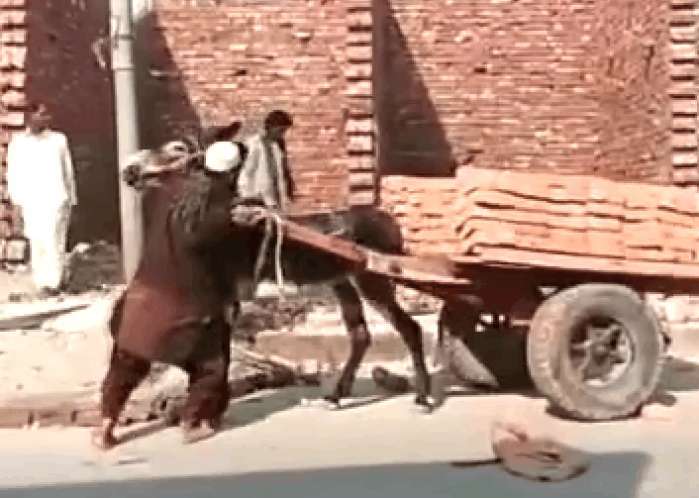 男子用毛驴拉砖,卸砖的方式亮了,网友:求驴的心里阴影面积