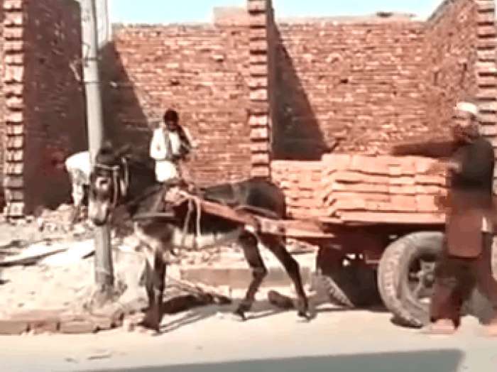 男子用毛驴拉砖,卸砖的方式亮了,网友:求驴的心里阴影面积