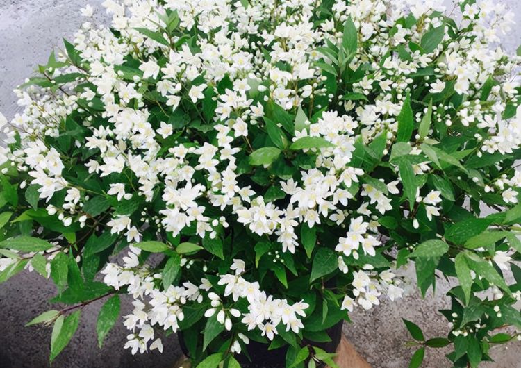 扦插,盆栽溲疏雪樱花,早点知道这些事情才能早受益