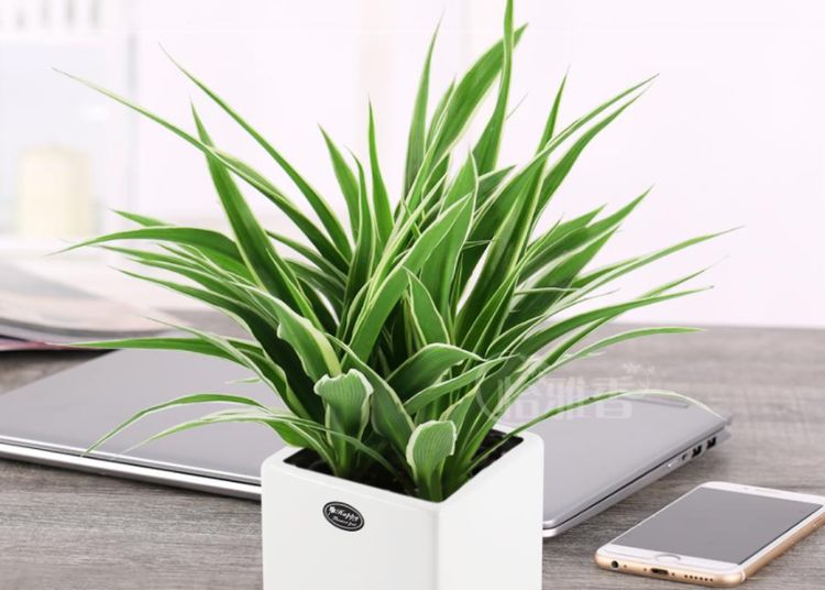 金边吊兰叶子短小没精神盆栽注意4点1个月就全变样