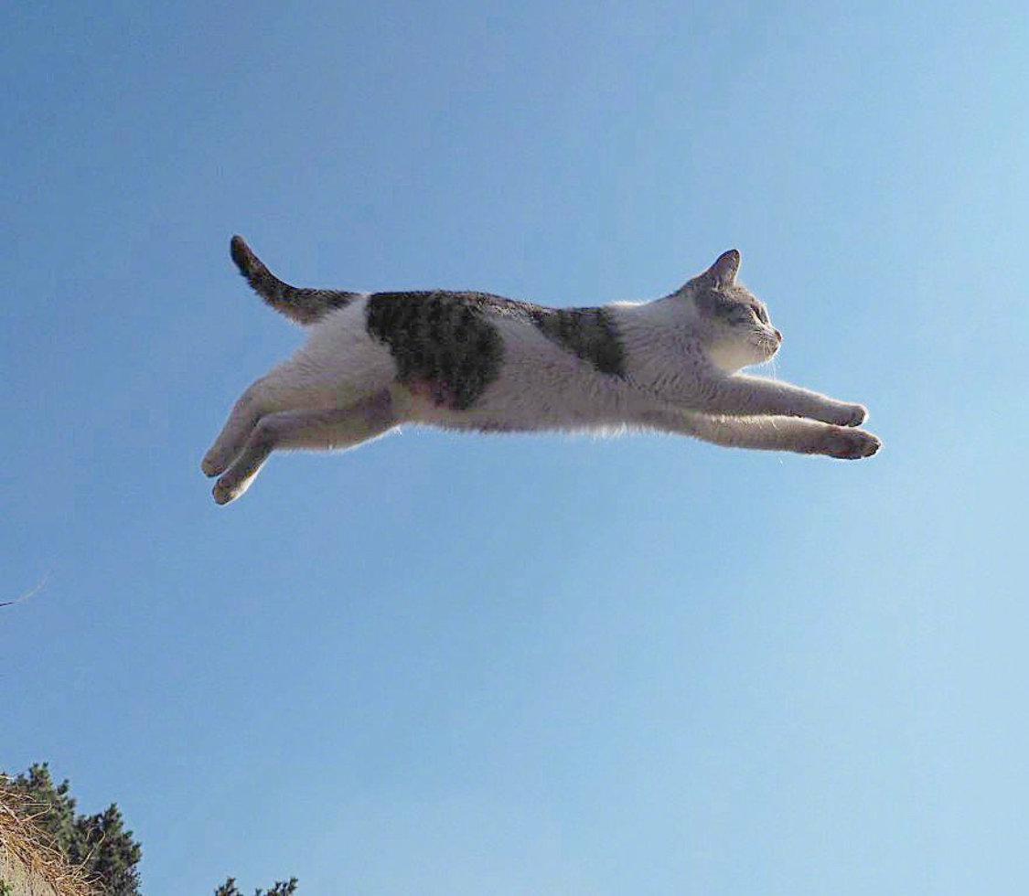 五月第一天,转发这些凌空飞翔的猫猫