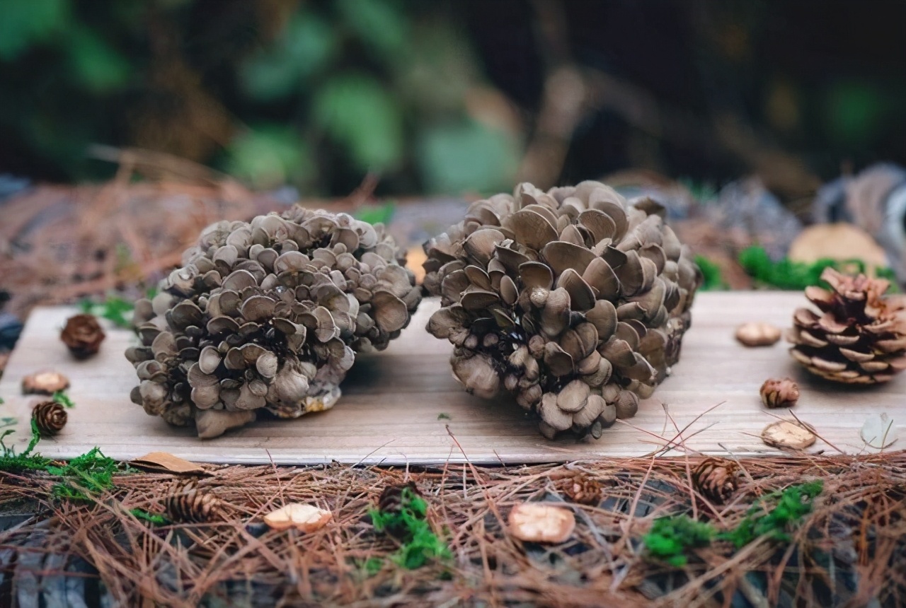 它是中国的"舞茸",在国内不受待见,却在日本翻身,成高端食材
