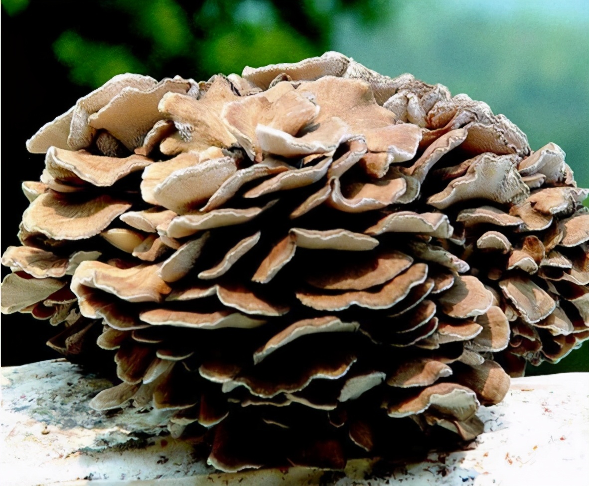 它是中国的"舞茸",在国内不受待见,却在日本翻身,成高端食材