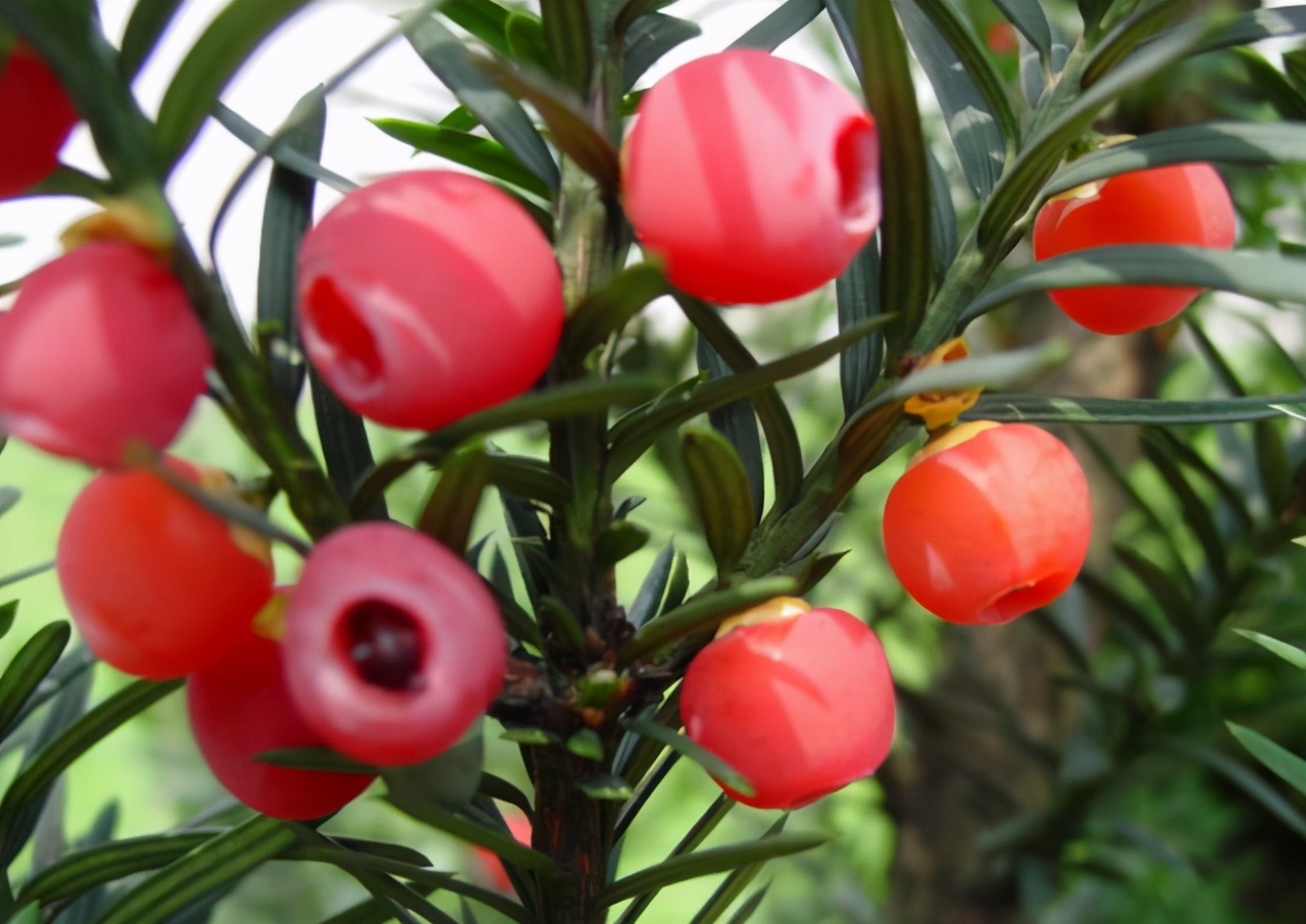 若有幸遇上这长寿树定要养1棵从不枯枝黄叶贼好看