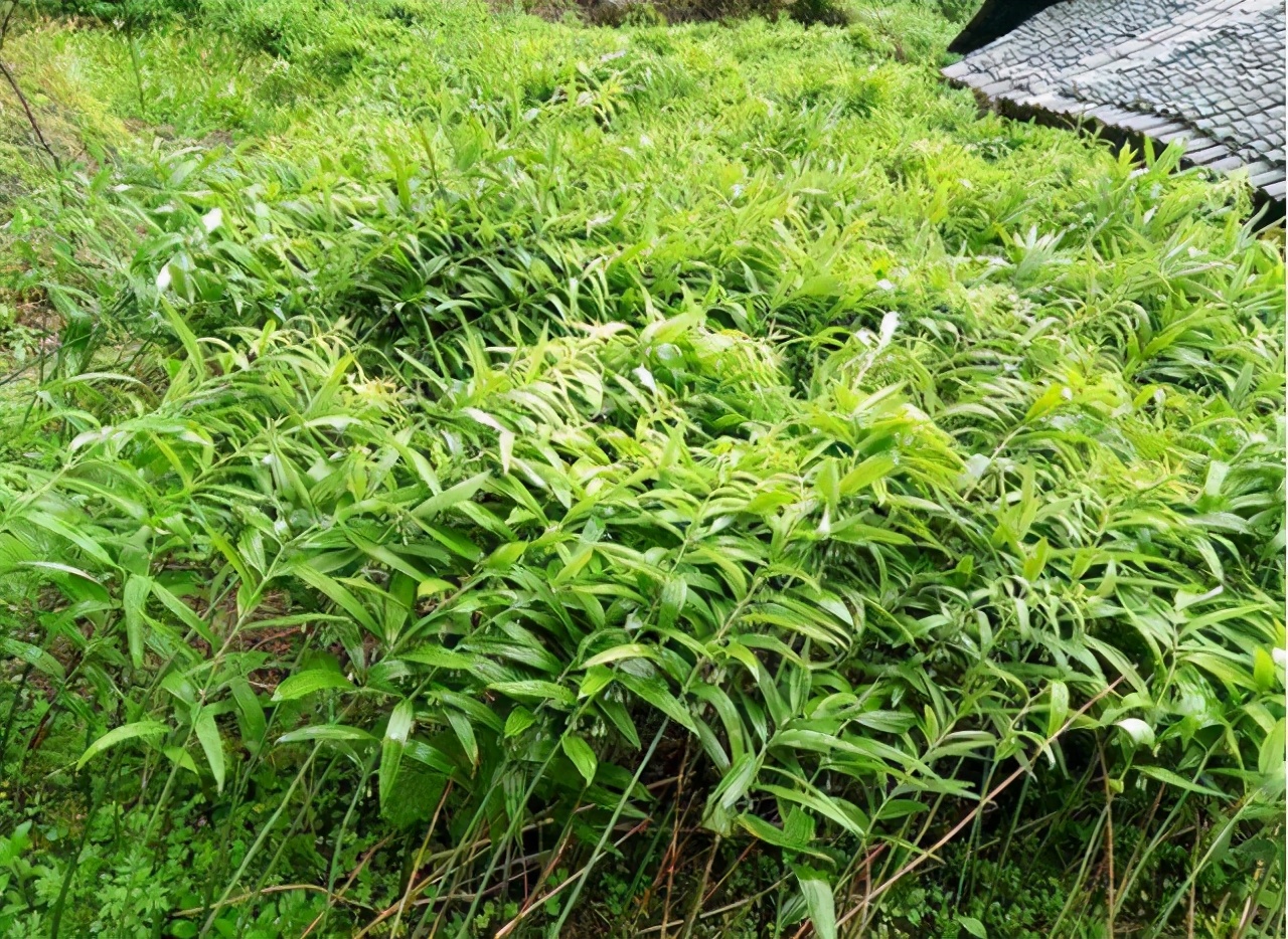 它是人们口中的"土黄金",在中国遍地有种植,日韩却全靠进口!