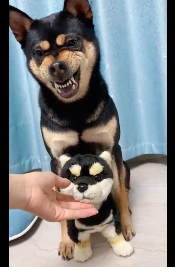 主人一摸玩具柴犬就龇牙咧嘴,把手放它嘴里又不敢咬,虚张声势啊