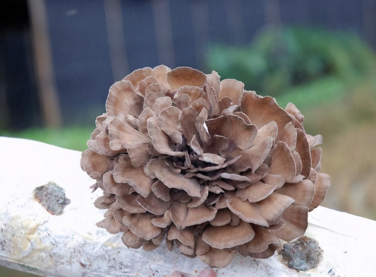 它是中国的"舞茸",在国内不受待见,却在日本翻身,成高端食材|舞茸|食