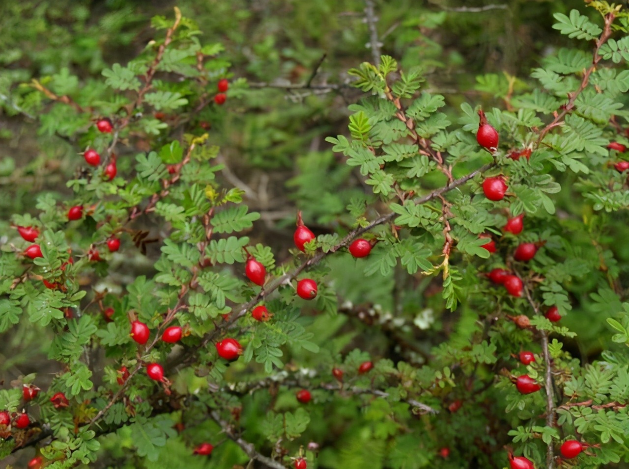 山中有一野果名为糖琅果农民嫌小不愿摘如今想吃却难买