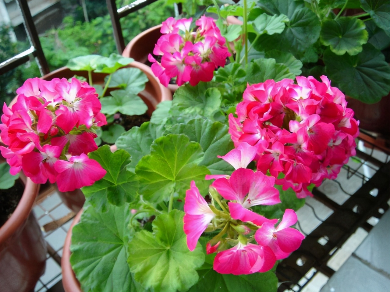 首先第一个要给大家介绍就是天竺兰,这是一个适应性非常强的花草,也是