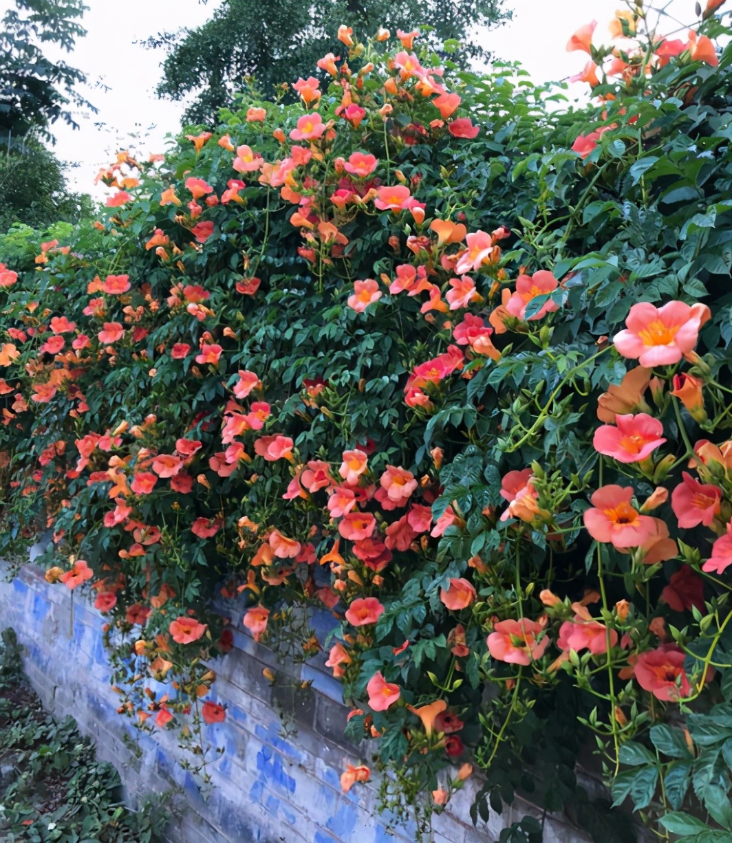 耐寒零下30度的庭院花(耐寒零下30度的庭院花一年四季常青)