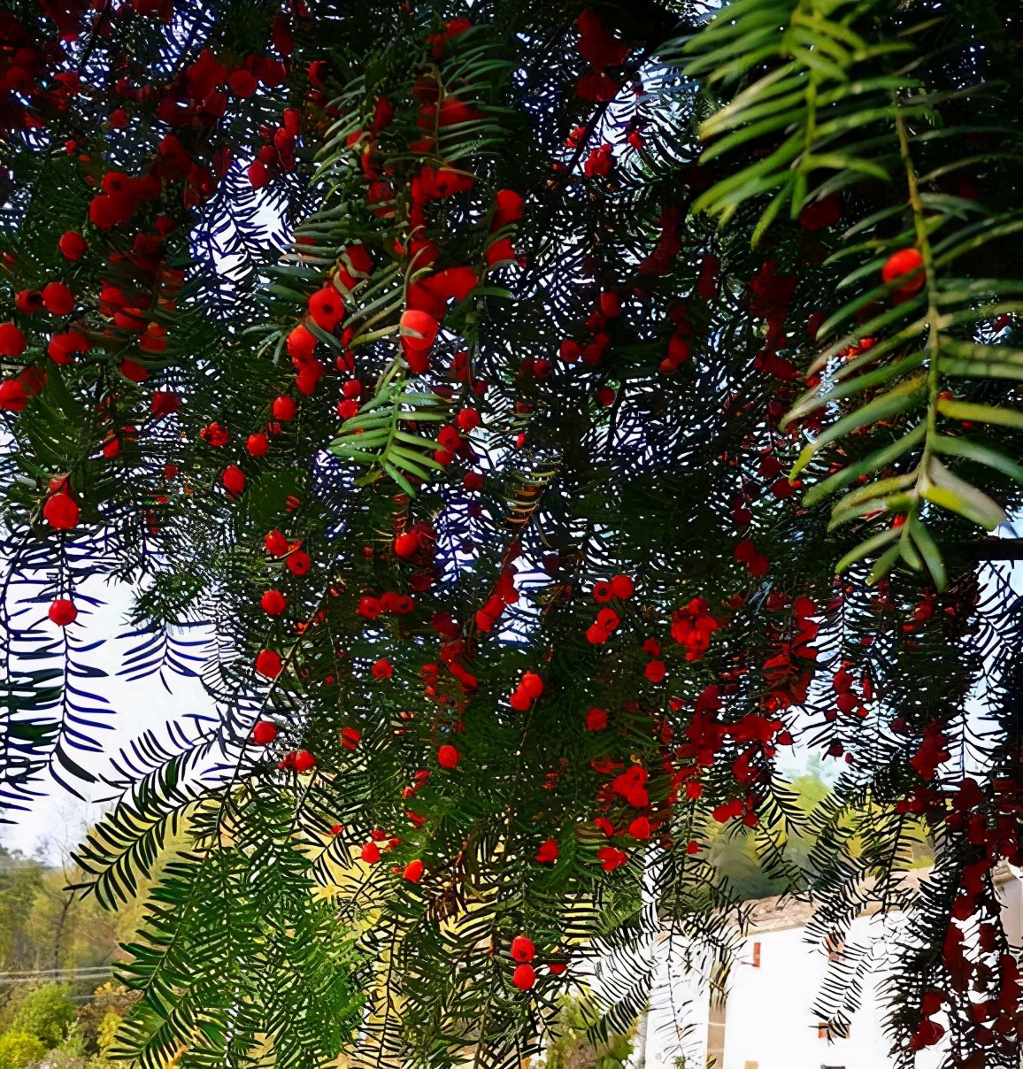 若有幸遇上这长寿树定要养1棵从不枯枝黄叶贼好看