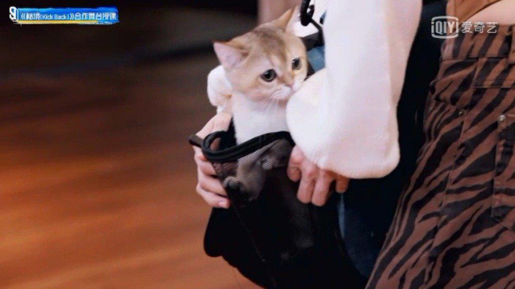 我在青你3居然发现了一只拒绝lisa的猫