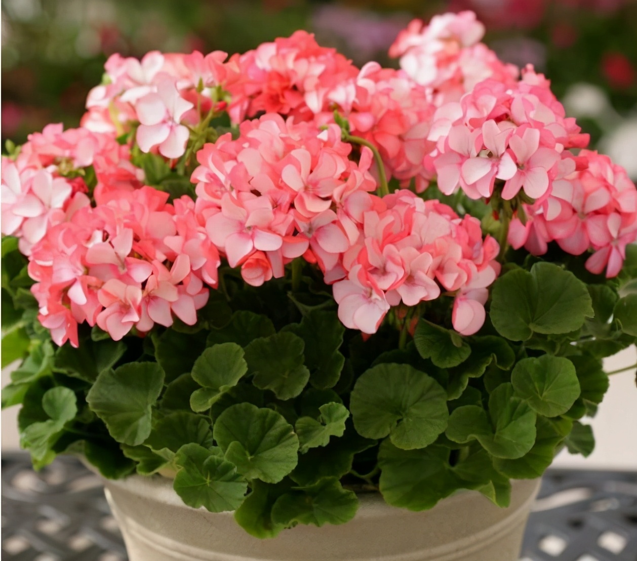 对于天竺兰这种花卉比较了解的朋友应该很清楚,天竺兰在所有的花草