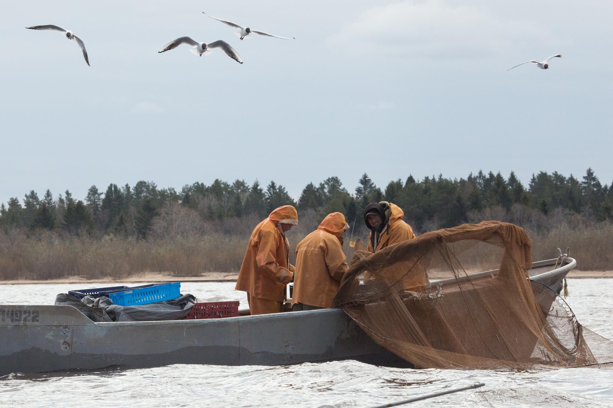 4月30日,渔民在位于俄罗斯列宁格勒州的拉多加湖捕捞胡瓜鱼.