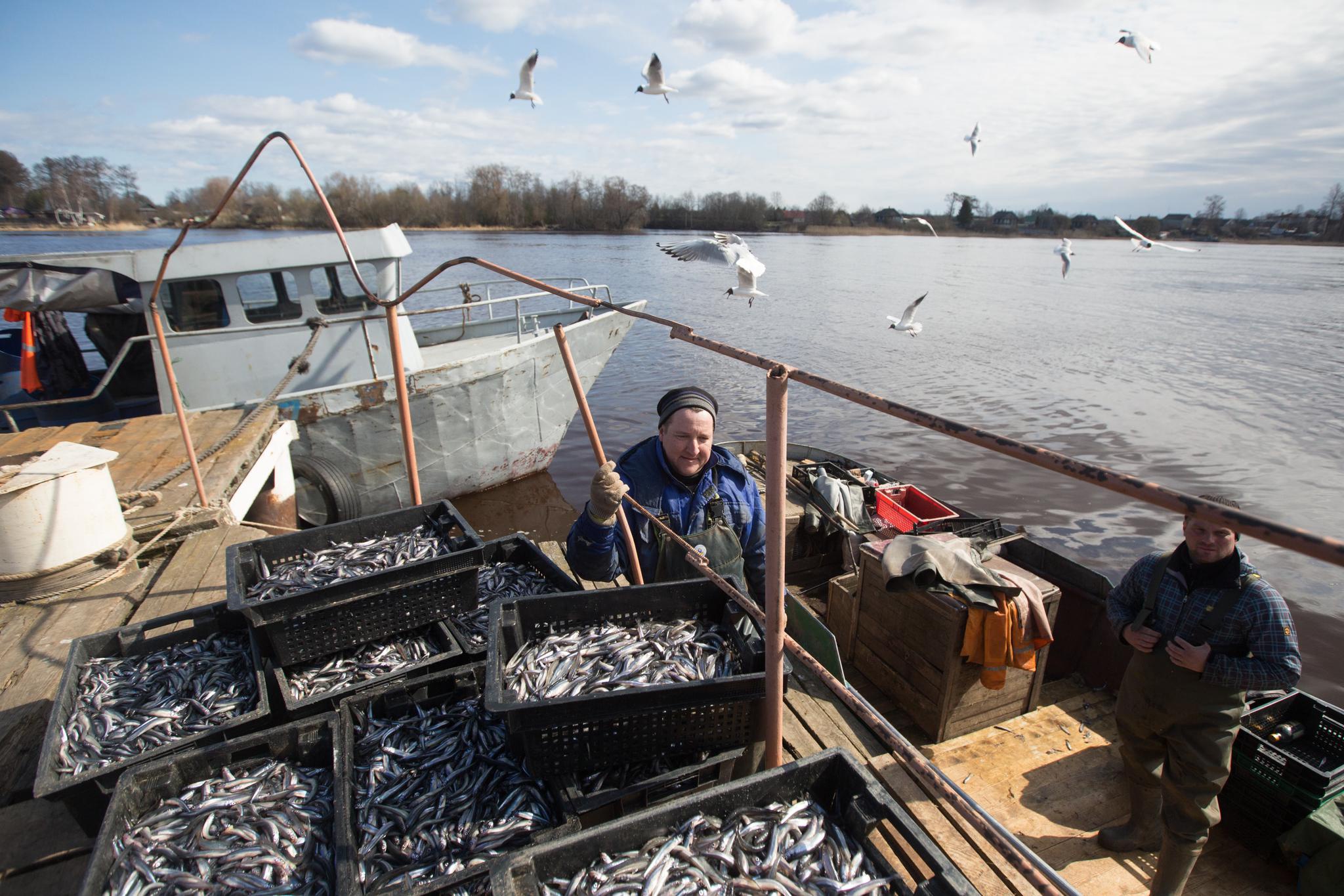 4月30日,渔民在位于俄罗斯列宁格勒州的拉多加湖捕捞胡瓜鱼.