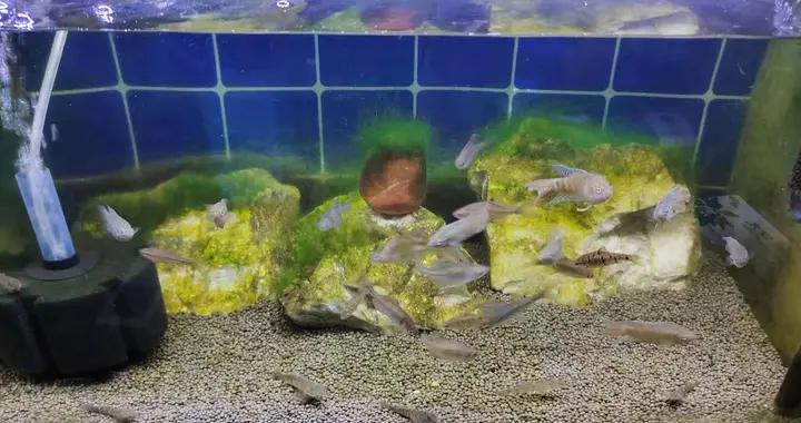 水苔 水苔最新消息 新闻 图片 视频 聚合阅读 新浪网 水苔 水苔最新消息 新闻 图片 视频 聚合阅读 新浪网