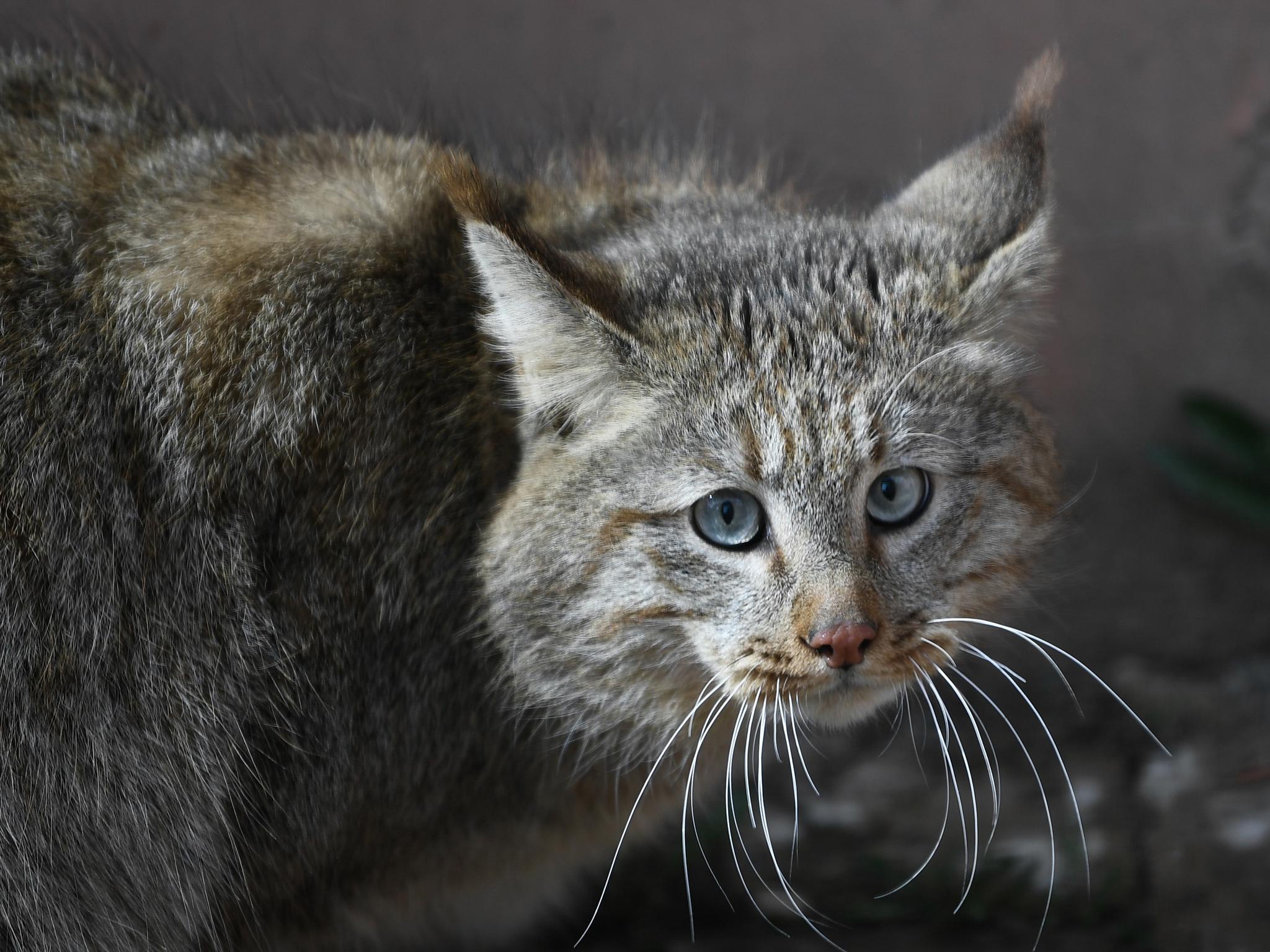 西宁野生动物园人工救助荒漠猫亮相|青海|西宁|青海省_新浪新闻