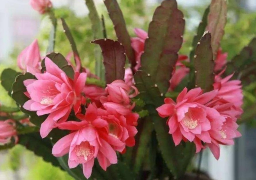 家养令箭荷花满足3个小条件想要开花不难