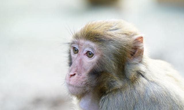 生肖猴与生肖狗婚配相合吉凶介绍