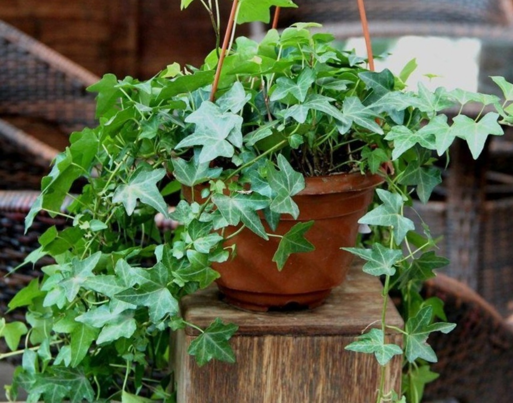 春天空气太干燥室内养上6种漂亮植物净化空气效果好