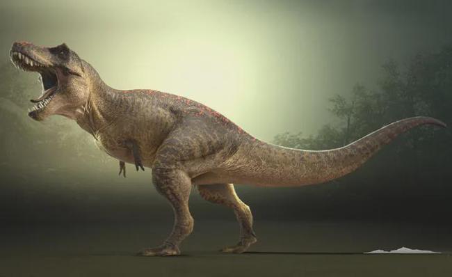 霸王龙能走多快新研究尾巴可动能回收但走路比人类慢