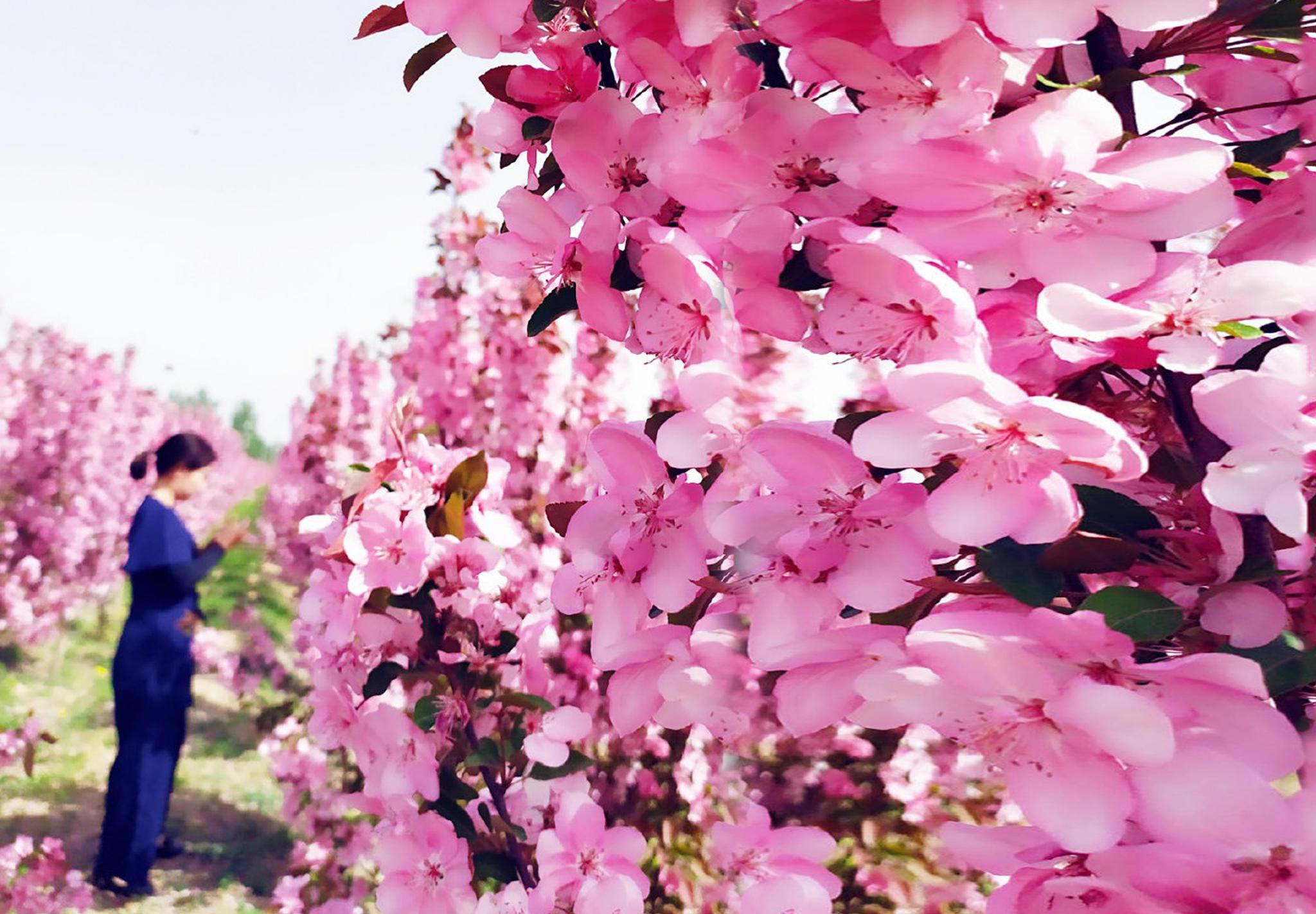 北京最大的海棠花海2万株齐绽放,免费游览赏心悦目