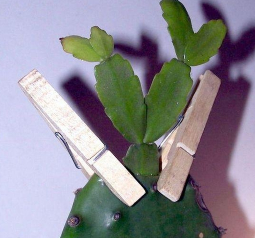 3种仙人掌科植物嫁接蟹爪兰哪个嫁接后亲和力更好