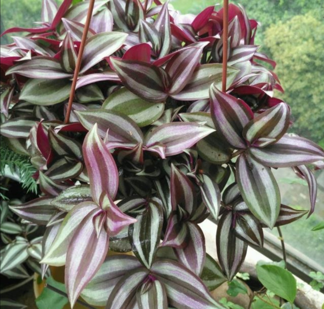 吊竹梅又被称为吊竹兰,紫吊兰,这是一种鸭跖草科常绿草本植物,长有