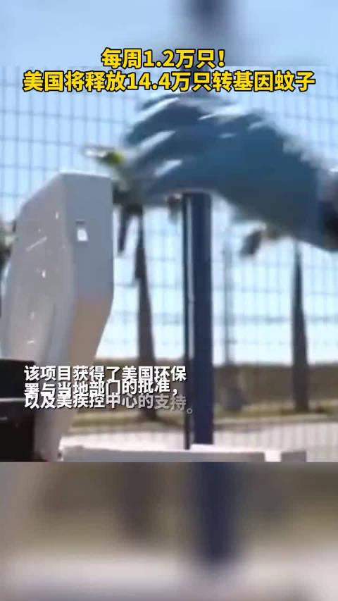 为减少埃及伊蚊数量，美国将释放14.4万只转基因雄性蚊子……