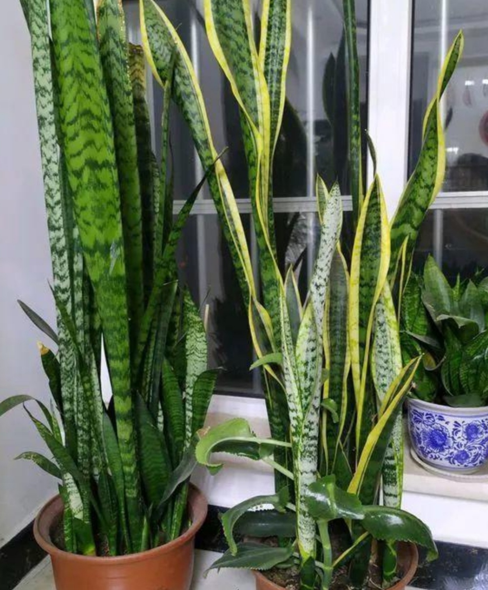 春天养护虎皮兰给它喂上2种肥叶子长得壮高大又挺拔