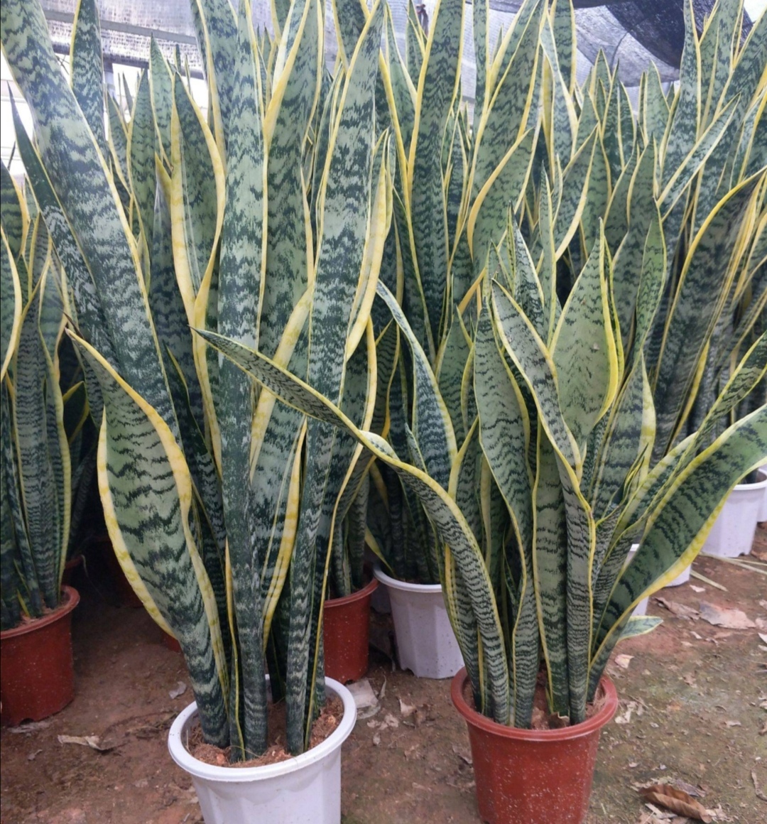 春天养护虎皮兰给它喂上2种肥叶子长得壮高大又挺拔