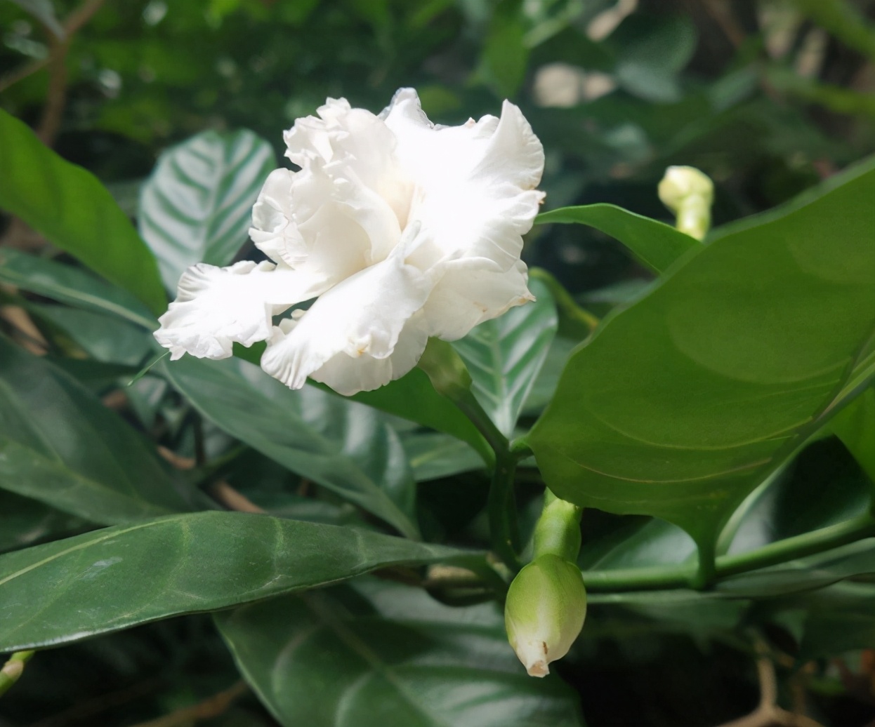 狗牙花这个名字虽然比较土,其实它是一种比较像栀子