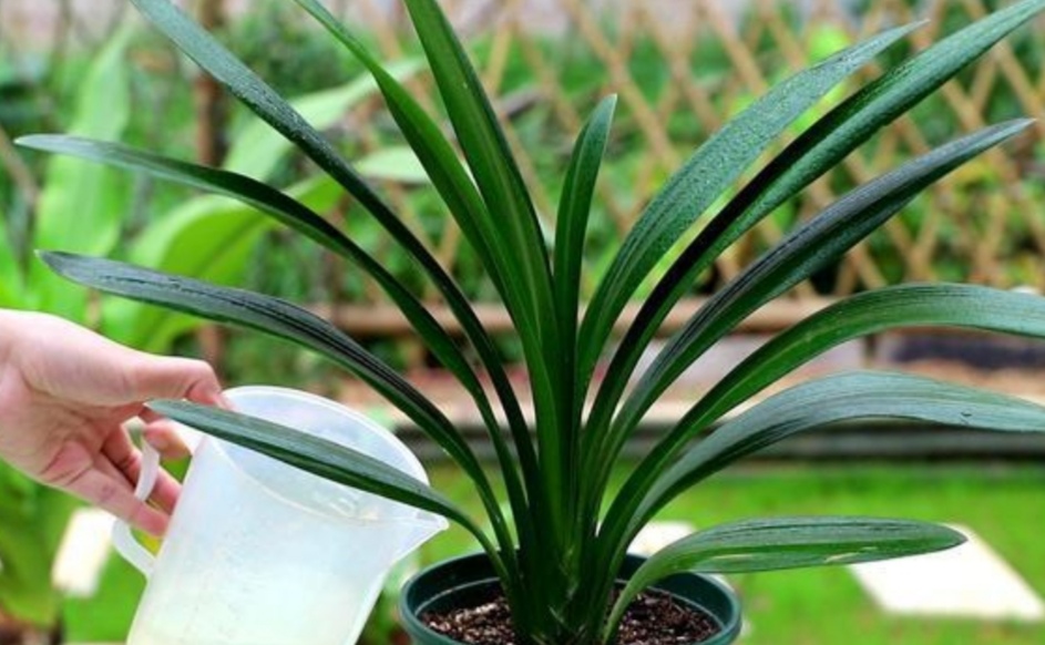 君子兰养护,什么牛奶,废油别乱用,3种肥料,长得健壮又油亮!