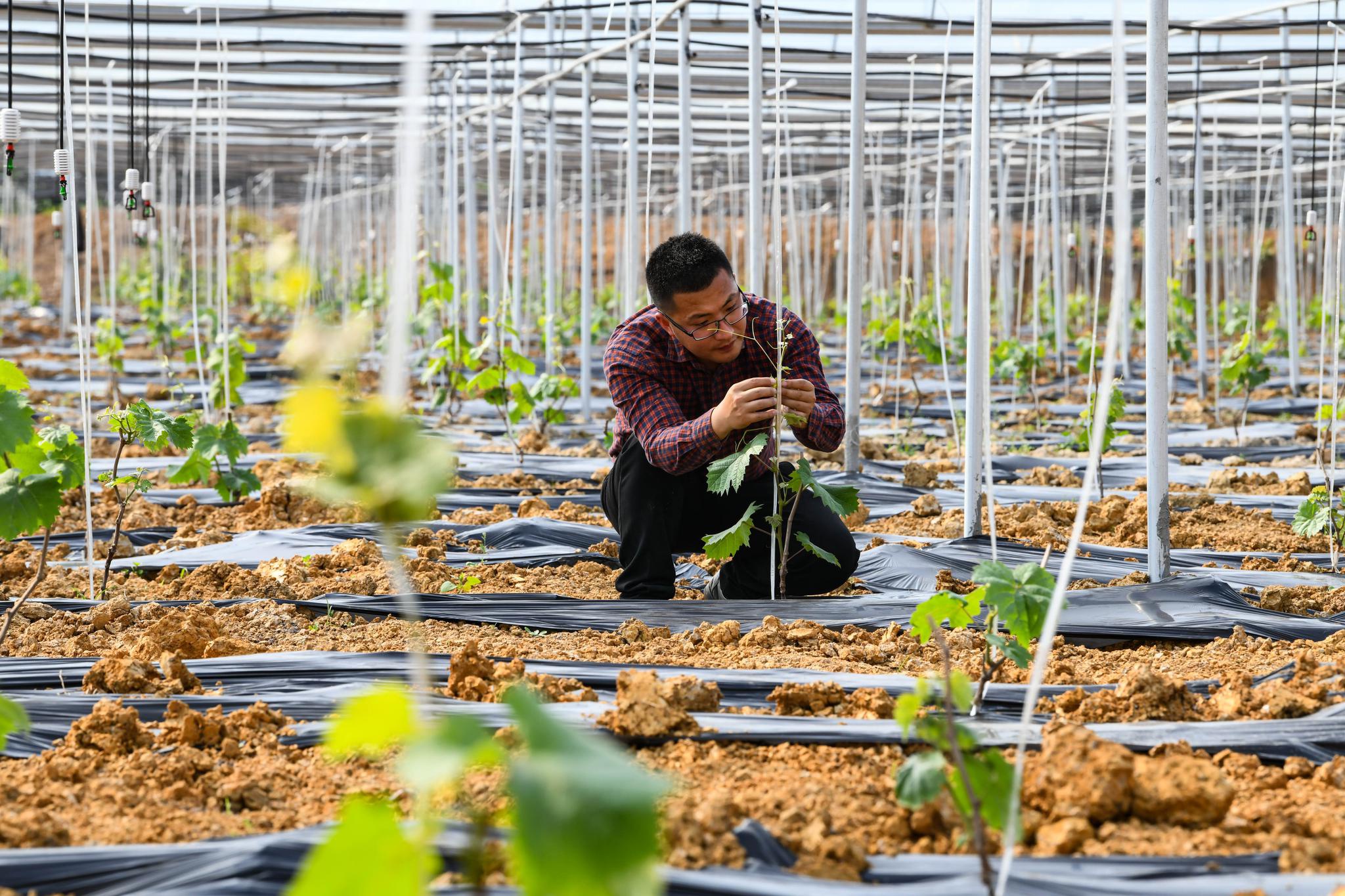 新农人刘沈厅的农创之路