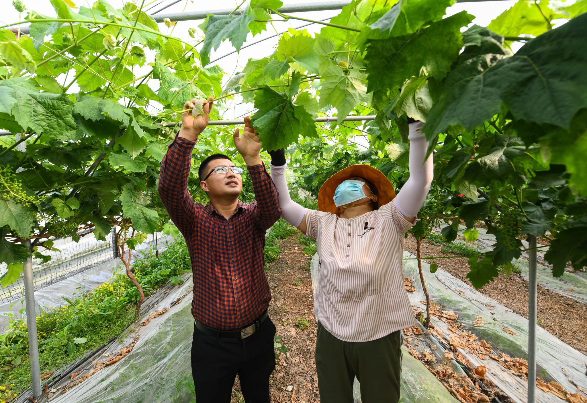 4月30日,在四川省彭山区公义镇红旗村,刘沈厅(左