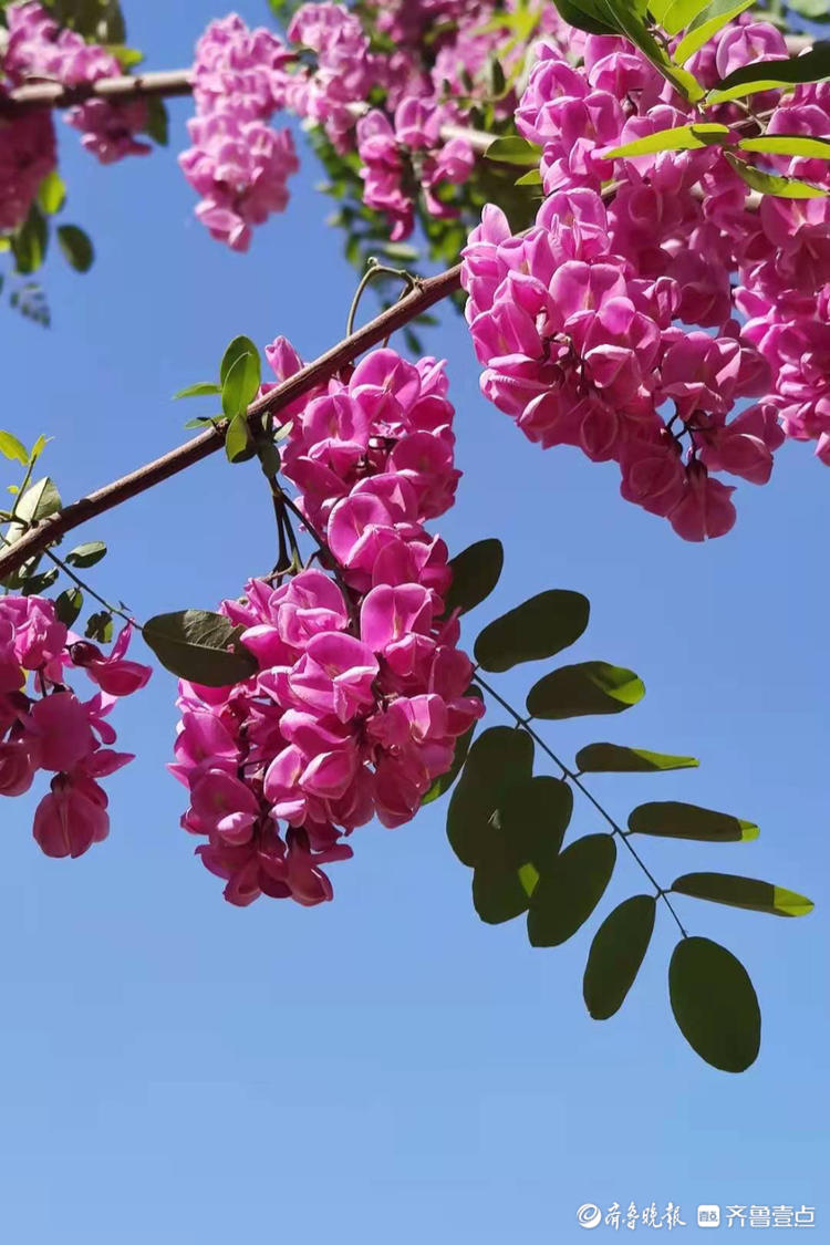 紫槐树图片(紫槐树图片大全)