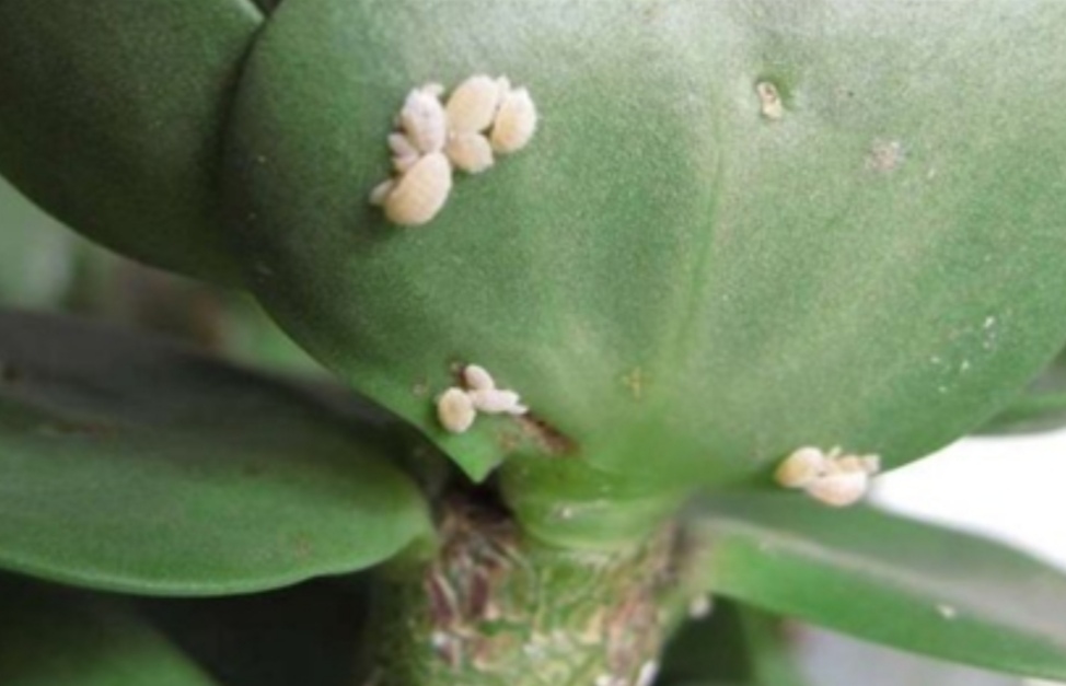 多肉上长满蚧壳虫怎么办教你3招清除干净