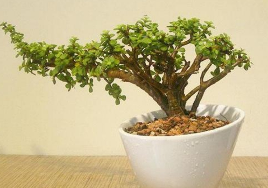 金枝玉叶，养成造型优美的盆景，需要做好几个关键事项！|植株|养分|枝干|枝条|枝叶_新浪新闻