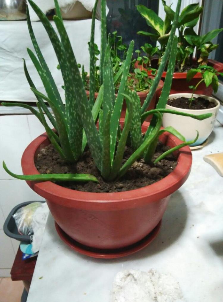 春天的芦荟要如何才能爆出一大堆小嫩芽?这几步很重要__财经头条